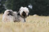 TERRIER DU TIBET 012